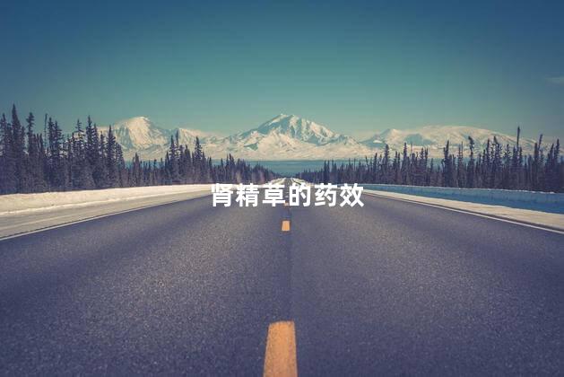 肾精草的药效