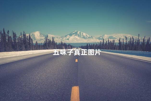 五味子真正图片