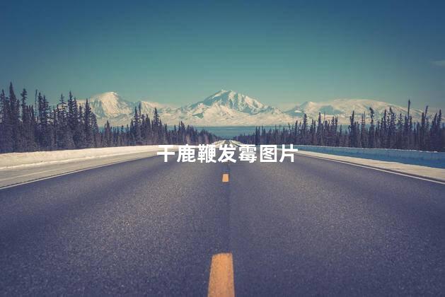 干鹿鞭发霉图片