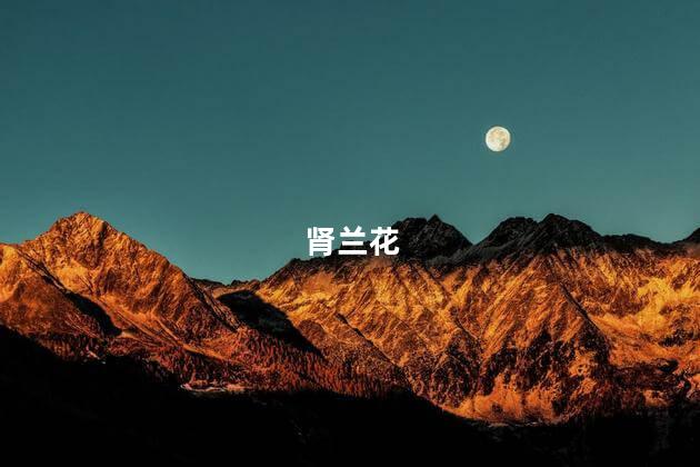 肾兰花