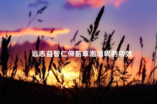 远志益智仁伸筋草泡酒喝的功效