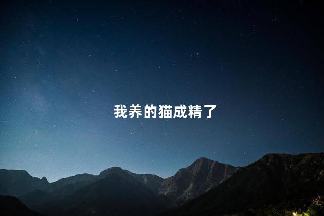 我养的猫成精了
