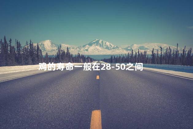 鸡的寿命一般在28-50之间