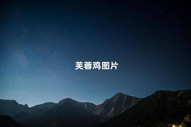 芙蓉鸡图片