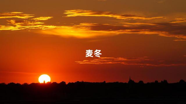 麦冬