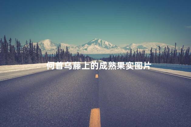 何首乌藤上的成熟果实图片