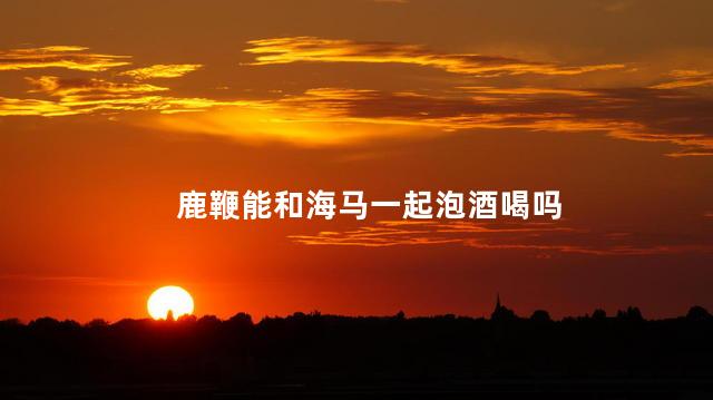 鹿鞭能和海马一起泡酒喝吗