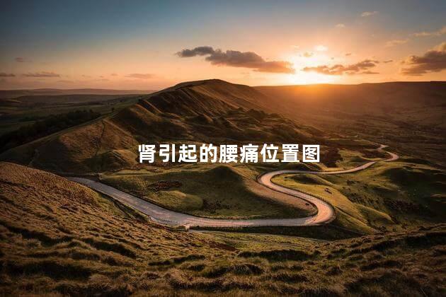 肾引起的腰痛位置图