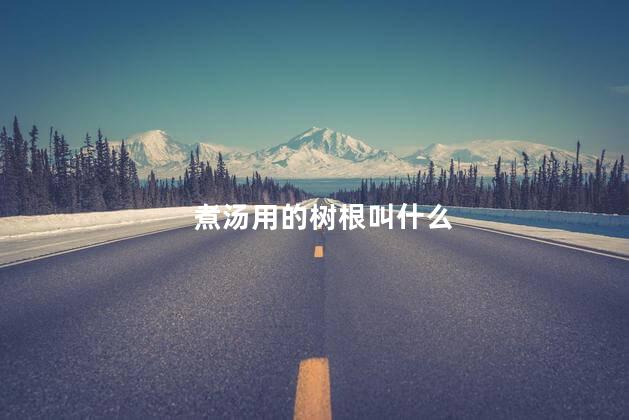煮汤用的树根叫什么
