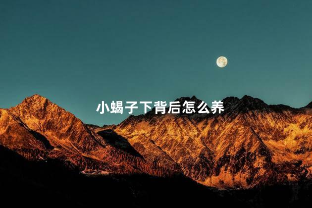 小蝎子下背后怎么养